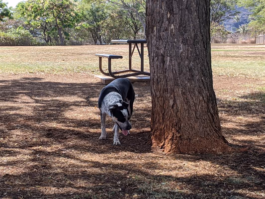Elaine Dobashi Hawai'i Kai Dog Park photo 2